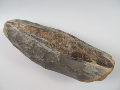 null Poisson fossile (Rhacolepis). Nodule calcaire. L 15cm. Brésil. Crétacé. 120...