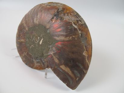null Grande ammonite nacrée iridescente sciée polie. L 13cm. Loges cristallisées....