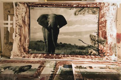 null 
Peter Beard (1938-2020)

Elephant

Tirage argentique

Pièce unique

13 x 19,5...