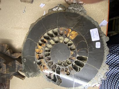 null Ammonite sciée aux belles loges de croissance.
L 36 cm