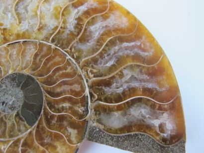 null Grande ammonite iridescente sciée polie (Desmoceras cretaceus). L env. 10cm....