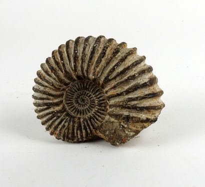 Fossile d’ammonite de très belle qualité...