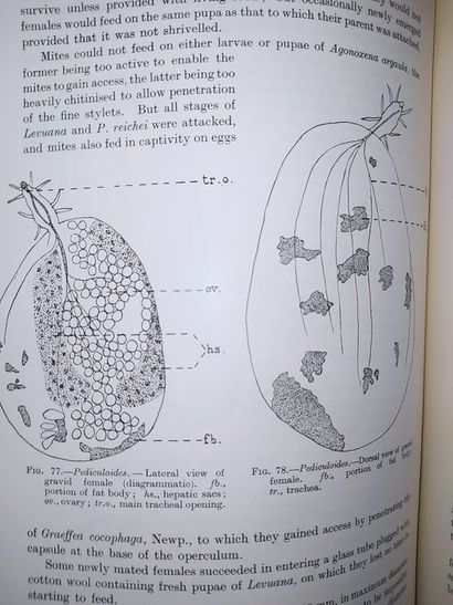 null Tothill, Taylor, Paine.The Coconut moth in Fiji. A History of its control by...