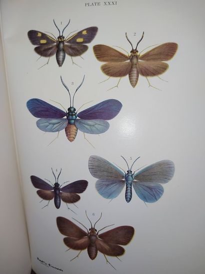 null Tothill, Taylor, Paine.The Coconut moth in Fiji. A History of its control by...
