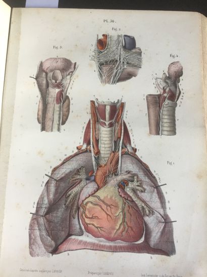 null HIRSCHFELD : Névrologie. In-4 demi-chagrin mauve d’ép., dos lisse orné (légères...