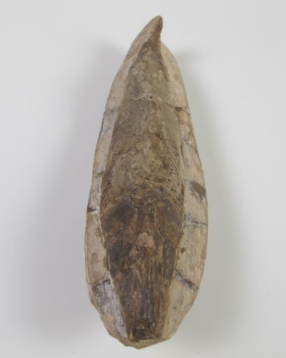 null Poisson fossile (Rhacolepis buccalis). Nodule calcaire. L 16.5 cm. En l’état...