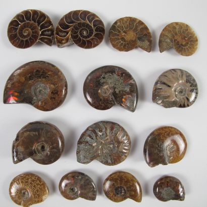 null Lot de 12 ammonites nacrées iridescentes, dont 2 sciées polies. L 20 à 40mm....
