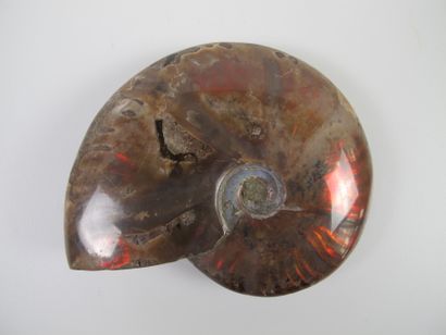 null Grande ammonite opalisée iridescente. L 11cm. L’iridescence chatoyante à dominante...