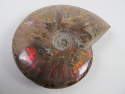 null Grande ammonite opalisée iridescente. L 11cm. L’iridescence chatoyante à dominante...