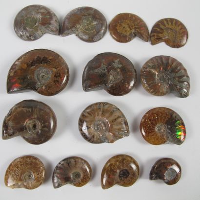 null Lot de 12 ammonites nacrées iridescentes, dont 2 sciées polies. L 20 à 40mm....