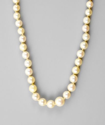 null Necklace of cultured pearls in very light fall to be threaded, clasp and safety...