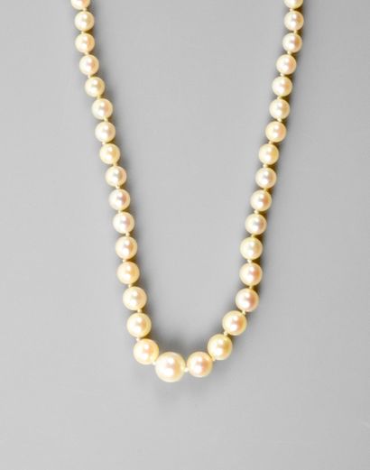 null Necklace of cultured pearls in very light fall, clasp and security in yellow...