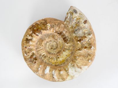 null 
Important ammonite fossil freed from its gangue on the 2 faces with concretions





Diameter...