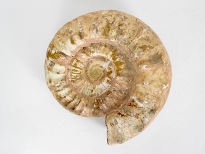 null 
Important fossile d'ammonite dégagé de sa gangue sur les 2 faces avec concrétions...
