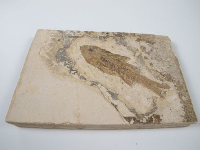 null Poisson fossile (Dapalis macrurus). Fossile sur plaque calcaire. L poisson 9cm....