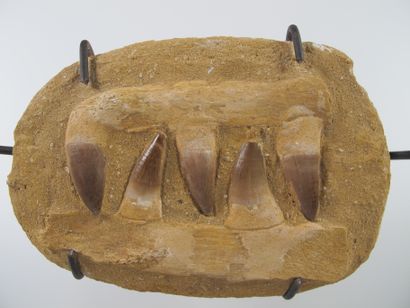 null Jaw fragment of a large Mosasaurus. Sandstone matrix, fossilized bone and teeth....