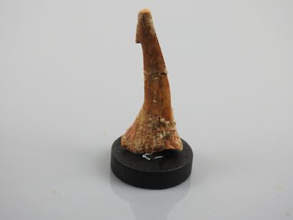 null Rare fossil saw shark tooth from the Dinosaur era.

 H :7cm.