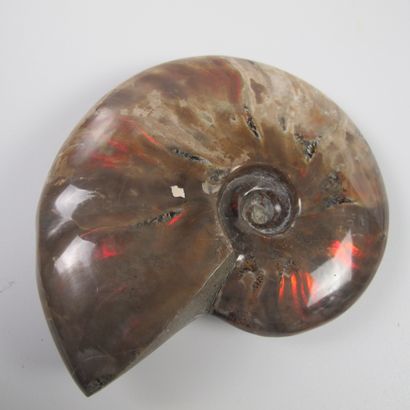 null Grande ammonite opalisée iridescente. L 10.5cm. 283g. L’iridescence chatoyante...