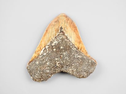 null Grande dent de requin géant fossile Carcharodon megalodon du Miocène env 30...