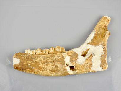 null Demi mâchoire de cerf géant fossile Cervus megaceros,contemporain de 

l’homme...