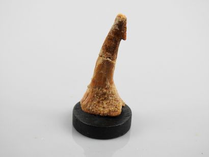 null Rare fossil saw shark tooth from the Dinosaur era.

 H :7cm.