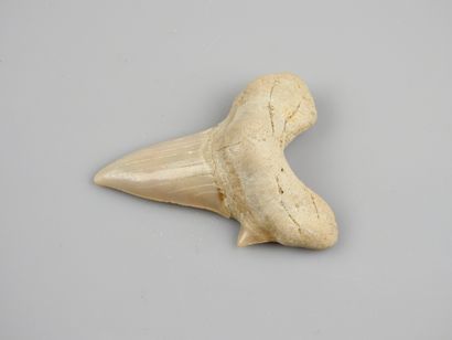 null Dent de requin géant fossile ancêtre des requins mangeurs d’hommes dit Otodus...