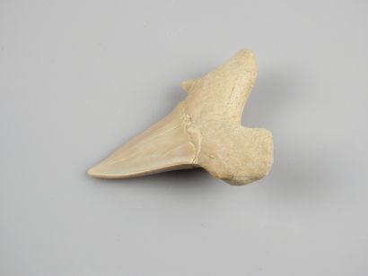null Dent de requin géant fossile ancêtre des requins mangeurs d’hommes dit Otodus...