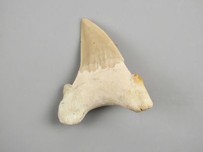 null Large tooth of a giant fossil shark Otodus sp from the Cretaceous period, which...
