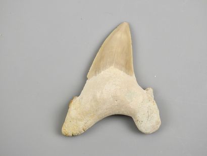 null Grande dent de requin géant fossile Otodus sp du Crétacé.Se nourissait de monstres...