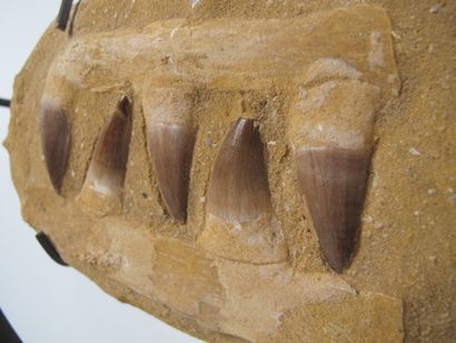 null Fragment de mâchoire d’un grand Mosasaure. Matrice de grès, os et dents fossilisés....