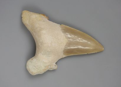 null Dent de requin géant fossile ancêtre des requins mangeurs d'hommes dit Otodus...