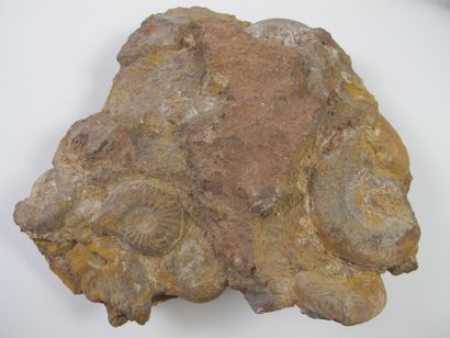 null Paléontologie. Deux groupes d'ammonites dont Acanthoceras. 95 millions d'années....