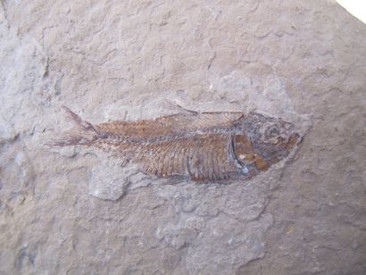null Deux plaques de poissons fossiles américains, le prédateur et ses proies. 34...