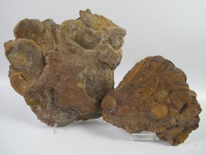 null Paléontologie. Deux groupes d'ammonites dont Acanthoceras. 95 millions d'années....