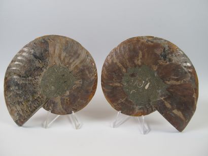 null Grande ammonite nacrée iridescente sciée polie. 110 millions d'années. L 13cm....
