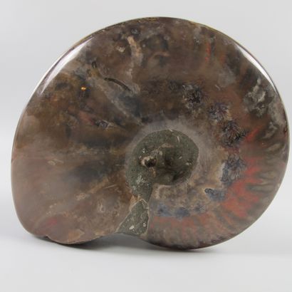 null Groupe de quatre ammonites nacrées iridescentes. 110 millions d'années. L 13x11x9cm....