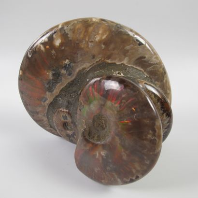 null Groupe de quatre ammonites nacrées iridescentes. 110 millions d'années. L 13x11x9cm....