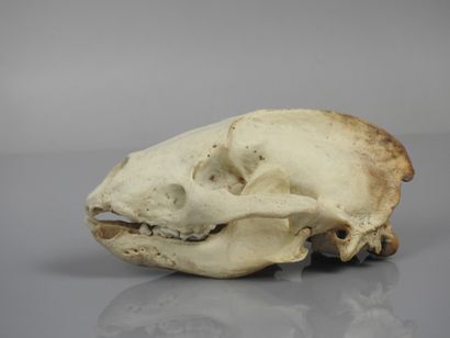 null Crâne de blaireau subfossile, Meles meles holocène contemporain de nôtre ancêtre...
