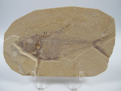 null Deux plaques de poissons fossiles américains, le prédateur et ses proies. 34...