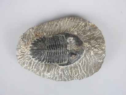 null Trilobite invertébré fossile proche des crustacés.
Aspicopyge sp.Sur matric...
