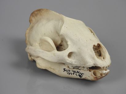 null Crâne de blaireau subfossile, Meles meles holocène contemporain de nôtre ancêtre...