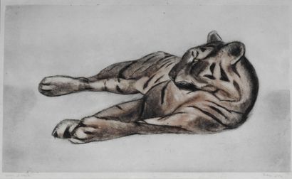 null Alex ORSI (XIXe – XXe siècle)

	« Tigre allongé ». Eau forte en couleur sur...