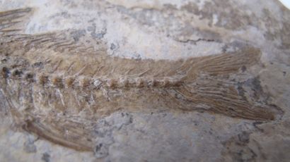 null Paleontology. Fossil fish. 35 million years old. Dapalis macrurus. Fossil on...