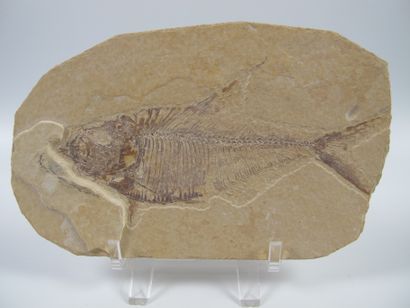 Paléontologie. Poisson fossile. 56 - 34 millions...