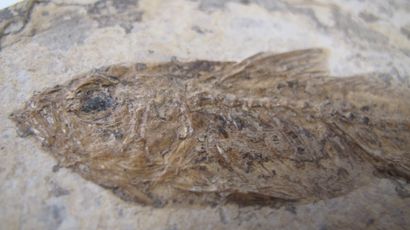 null Paleontology. Fossil fish. 35 million years old. Dapalis macrurus. Fossil on...