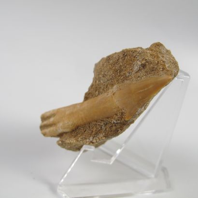 null Paleontology. Rostral tooth of saw shark fossil on gangue. 65 million years...