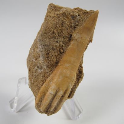 null Paleontology. Rostral tooth of saw shark fossil on gangue. 65 million years...