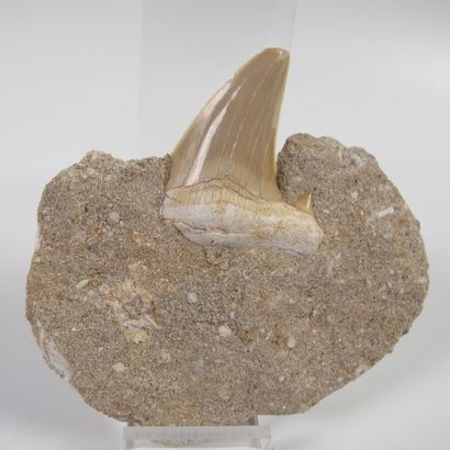 null Paleontology. Large fossil shark tooth on gangue. 50 million years old. Otodus...