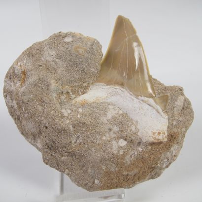 null Paléontologie. Grande dent de requin fossile sur gangue. 50 millions d’années....