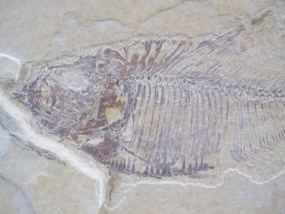 null Paleontology. Fossil fish. 56 - 34 million years old. Diplomystus dentatus....